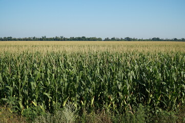 Fototapeta na wymiar Corn field with ripe corn.
