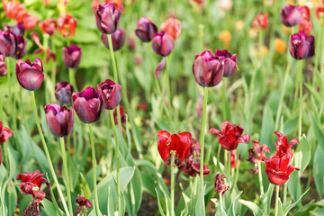 Bright flowers of tulips on a tulip field on a sunny morning