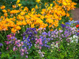 Blooming colorful flower bed with different flower.