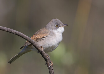 Common Whitethroat (Curruca communis) is a species of bird in the Sylviidae family.
