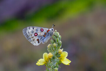 The Apollo or mountain Apollo (Parnassius apollo), is a butterfly of the family Papilionidae.