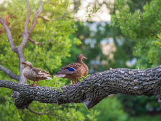 Two Mallard ducks, lat. Anas platyrhynchos, male and female, sits on the tree on the shore of the pond.