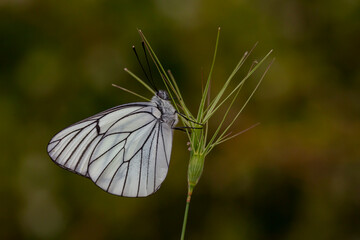 Hawthorn Butterfly - Black-veined White - Aporia crataegi