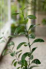 A very young stem of an orange tree grows in a pot. The concept of gardening at home. Close up, selective focus