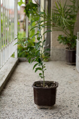 A young orange tree grows in a pot on the terrace of the house. The concept of gardening at home. Close up, selective focus
