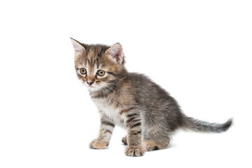 Gray kitten isolated on a white background..
