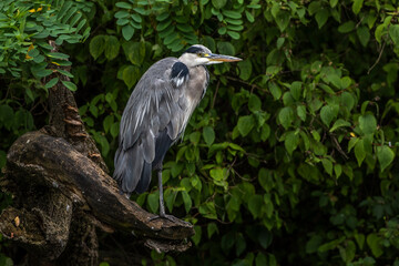 Graureiher (Ardea cinerea)