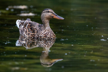 Fototapeta premium Stockente (Anas platyrhynchos) Weibchen
