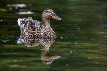 Stockente (Anas platyrhynchos) Weibchen