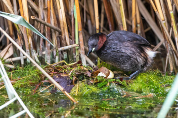 Zwergtaucher (Tachybaptus ruficollis) auf dem Nest