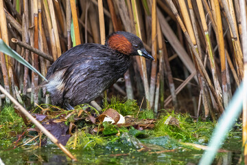 Zwergtaucher (Tachybaptus ruficollis) auf dem Nest