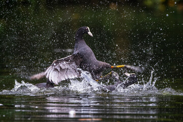 Bläßhühner (Fulica atra) streiten sich