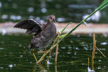 Bläßhuhn (Fulica atra) Jungvogel
