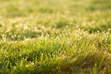 Lush green grass in the morning sunshine.