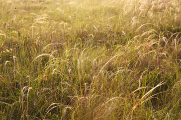 Lush feather grass