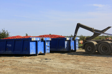 transport des tomates