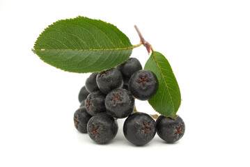 Black aronia with leaf isolated on white background