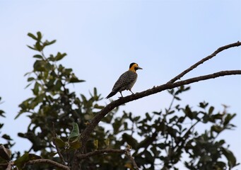 pica-pau