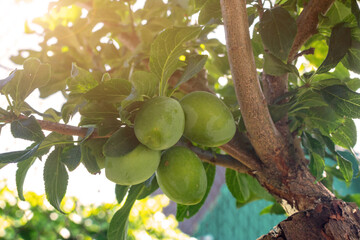 Fragment of a branch of a plum tree with green unripe plum fruits. A bunch of large green plums ripen in the summer sun. In the frame there are glare from the sun
