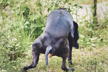 A big black dog poops in the park sitting over the grass and spreading its paws