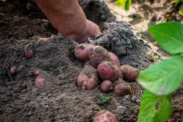 Hands digs up the tubers of red potatoes. Digging up young and tasty potatoes.