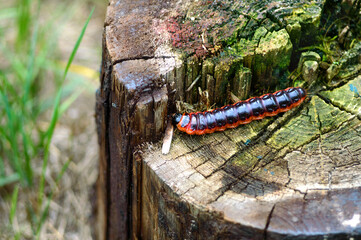 The caterpillar of the fragrant woodworm. Cossus cossus. Caterpillar of a butterfly from the carpenter family. Cossidae