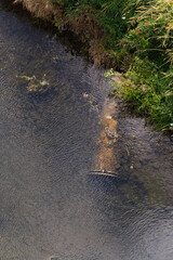 water flowing in the forest river park lake summer pipe in water ducks nature summer 