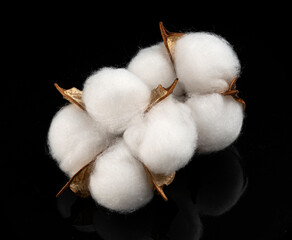 Cotton plant flower isolated on black background 