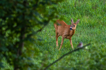Reh (Capreolus capreolus)