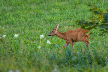 Reh (Capreolus capreolus)