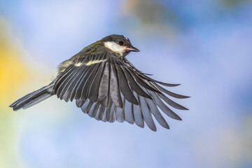 Kohlmeise (parus major)