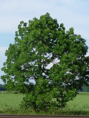 Fototapeta premium NatureBoy. Bäume dieser Welt