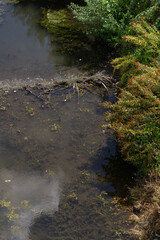water flowing in the forest river park lake summer pipe in water ducks nature summer 