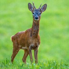 Rehbock (Capreolus capreolus)