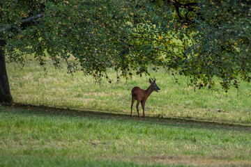 Rehbock (Capreolus capreolus)
