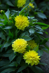 Beautiful yellow dahlias are blooming in the garden. Selective, soft focus.