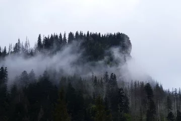 Cercles muraux Forêt dans le brouillard fog in the mountains