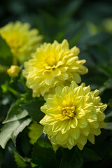 Beautiful yellow dahlias are blooming in the garden. Selective, soft focus.