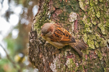 Sparrow sits on a branch without leaves.