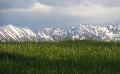 grass and mountains
