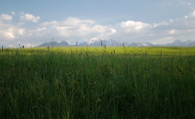 green grass and mountains