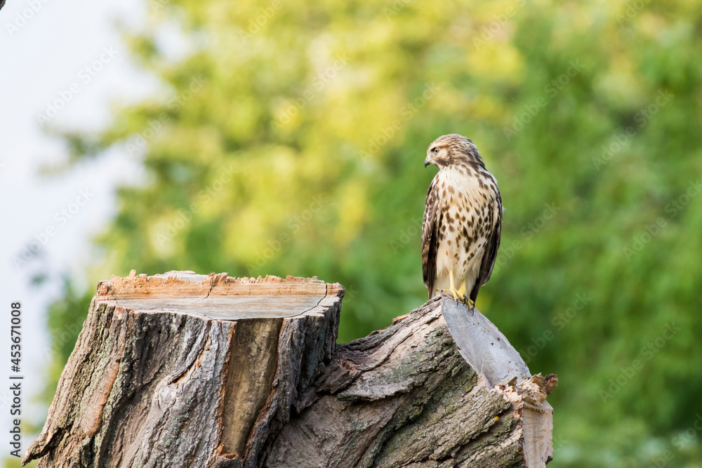 Poster red-shouldered hawk (Buteo lineatus)