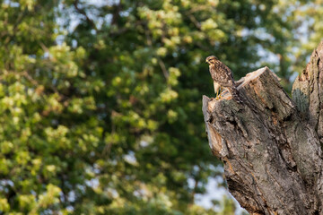 red-shouldered hawk (Buteo lineatus)