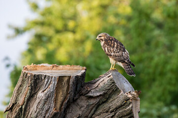 red-shouldered hawk (Buteo lineatus)