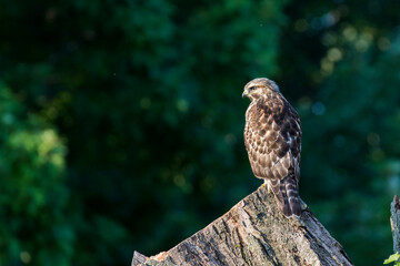 red-shouldered hawk (Buteo lineatus)