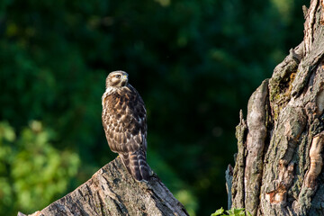 red-shouldered hawk (Buteo lineatus)