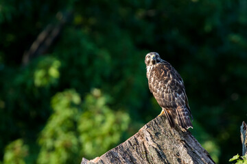 red-shouldered hawk (Buteo lineatus)