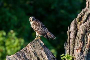 red-shouldered hawk (Buteo lineatus)