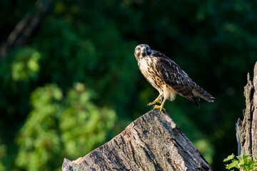 red-shouldered hawk (Buteo lineatus)
