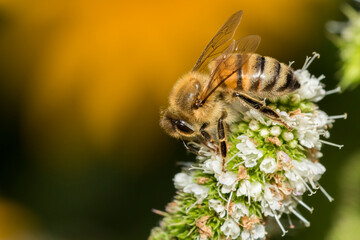 honey bee in mint flower